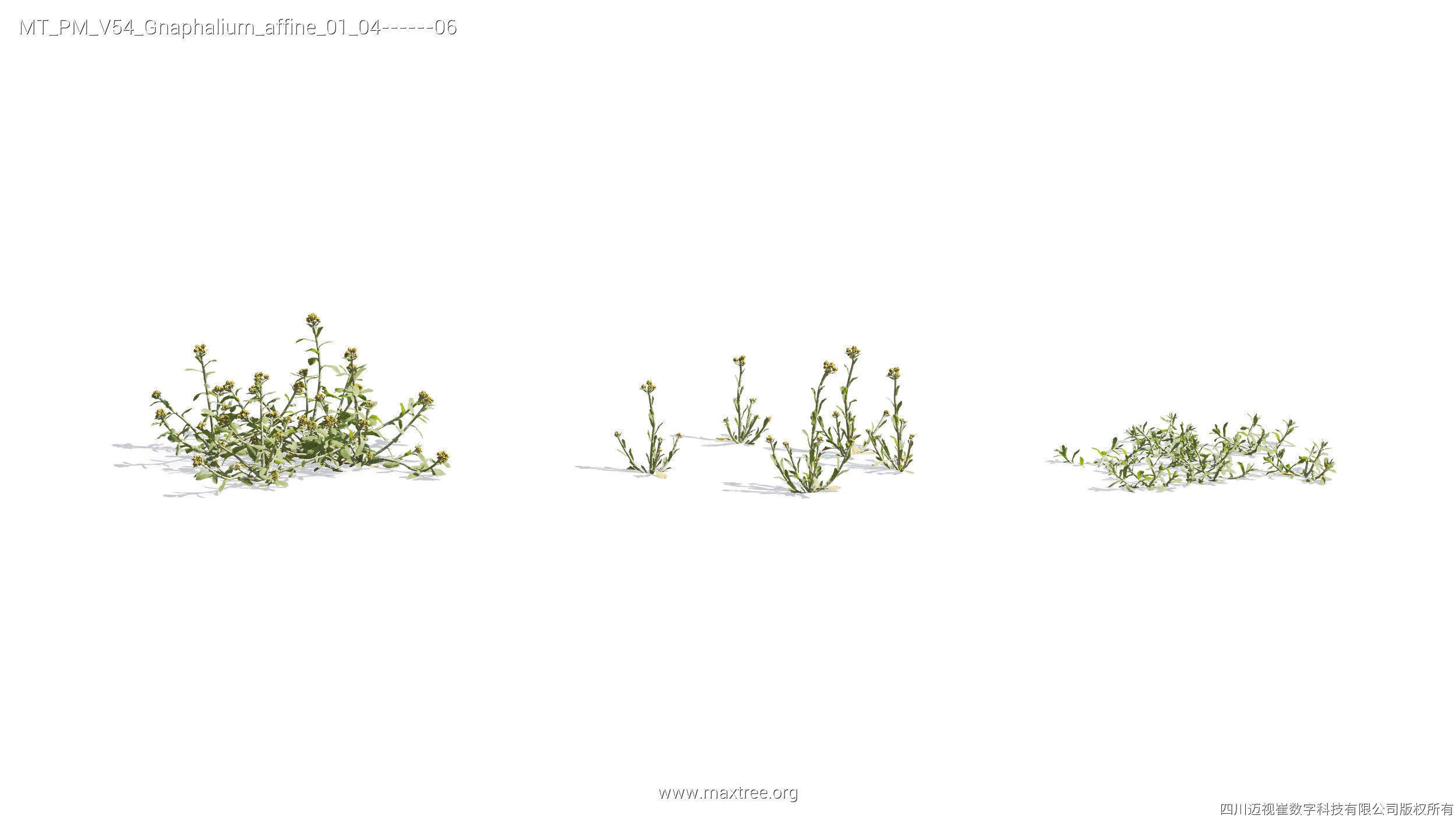 Maxtree Plant Models Vol 54 - Mesh 3D model_8
