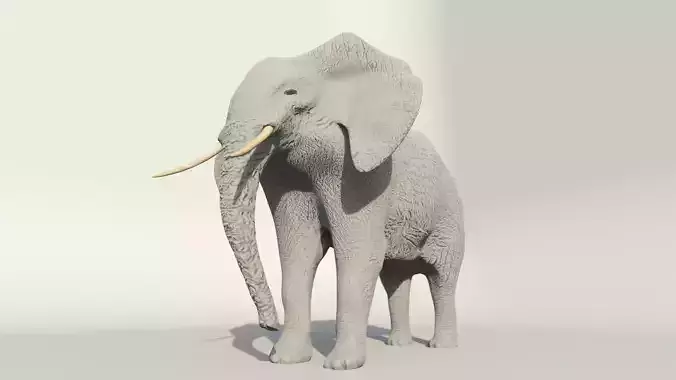 Elephant
