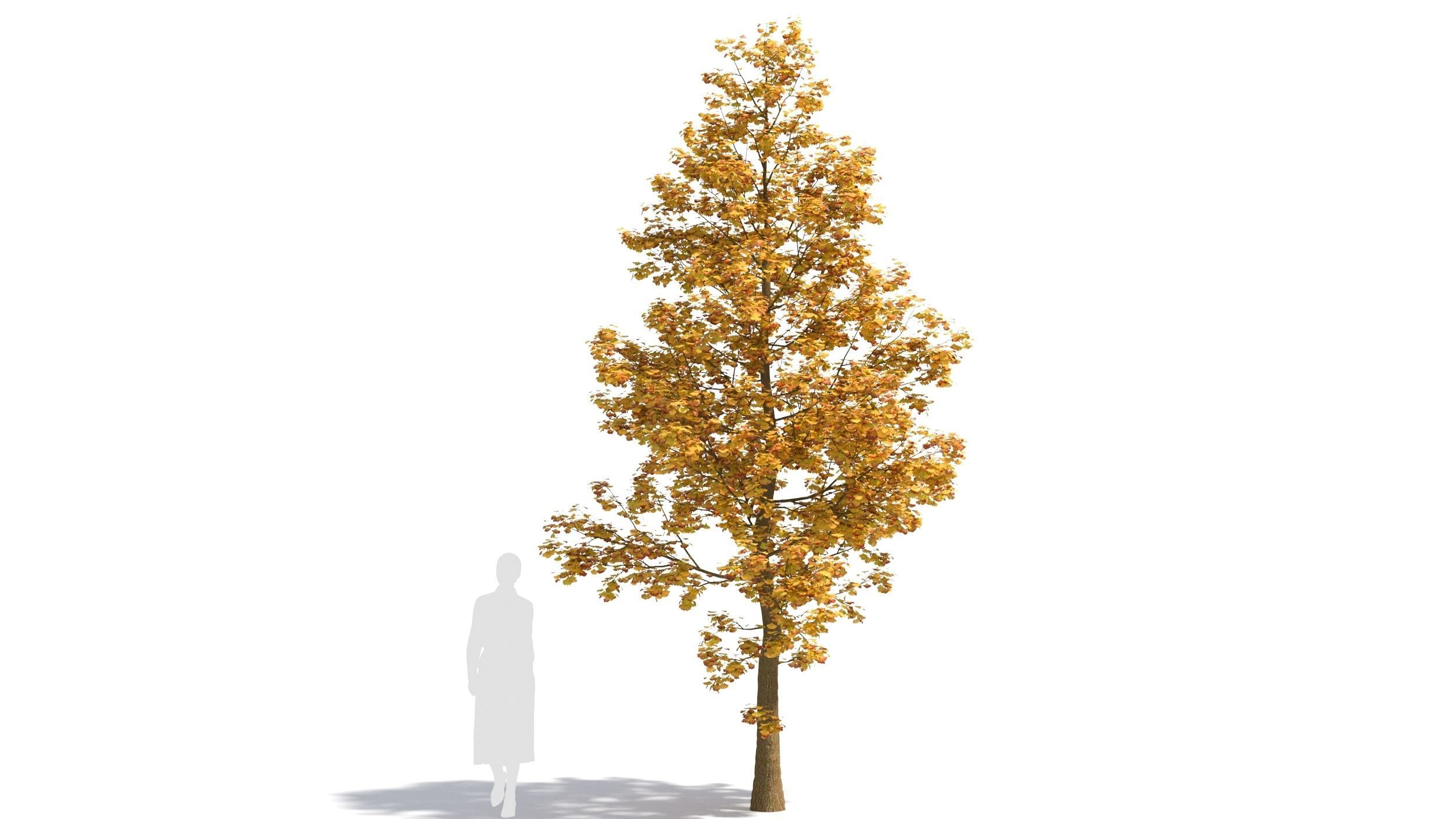 Ginkgo tree 3D model_7