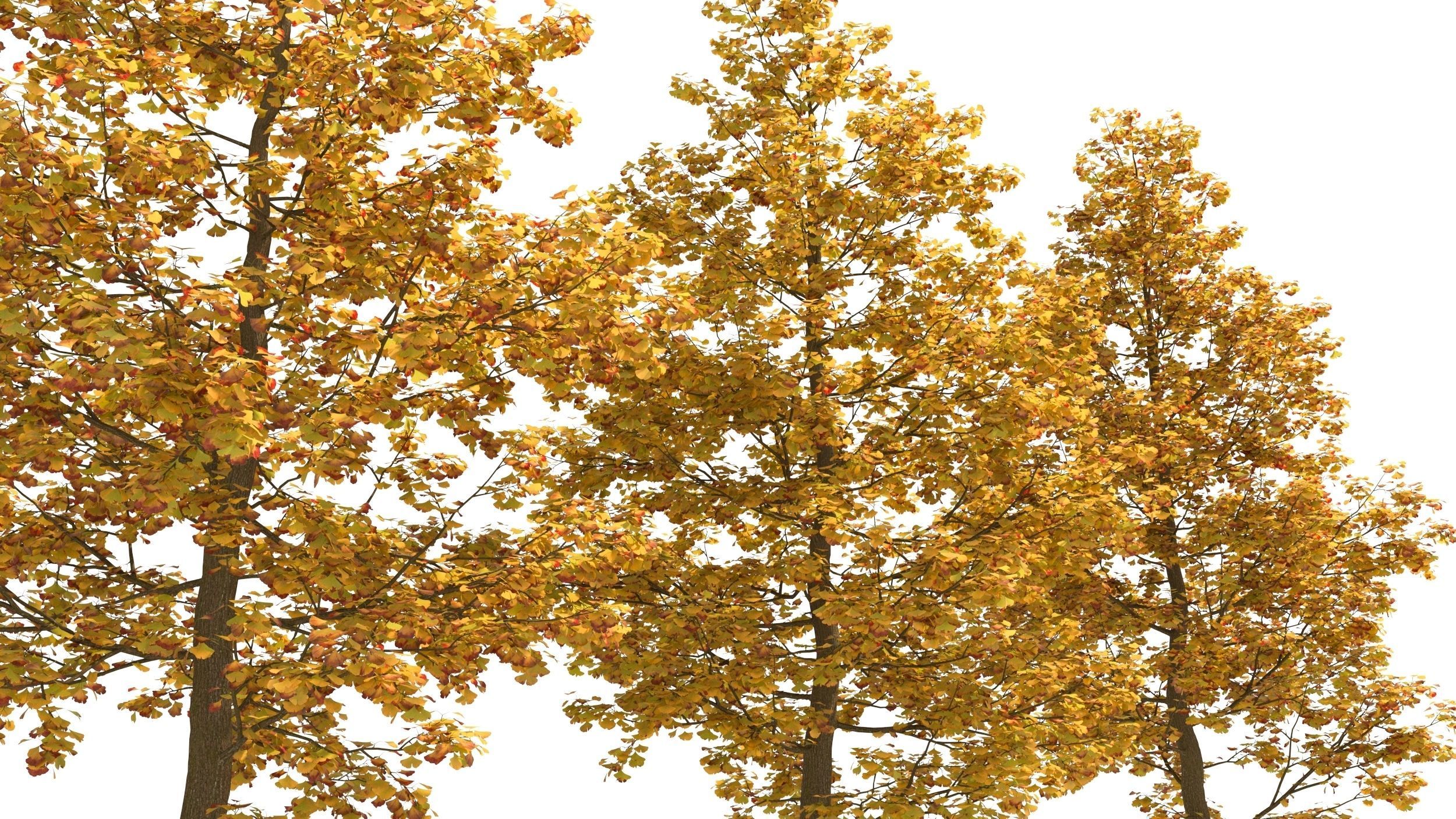 Ginkgo tree 3D model_4