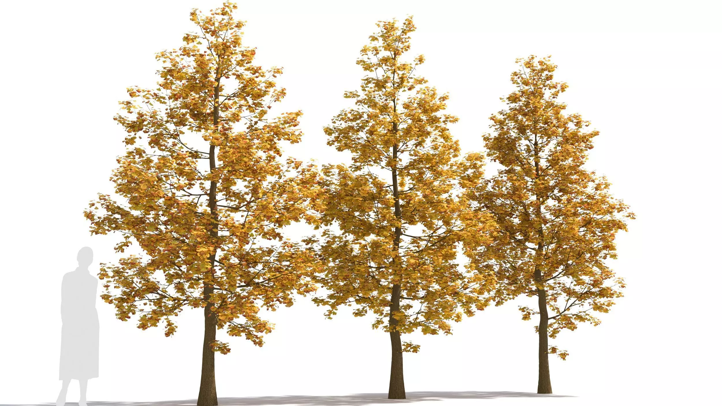Ginkgo tree 3D model_0