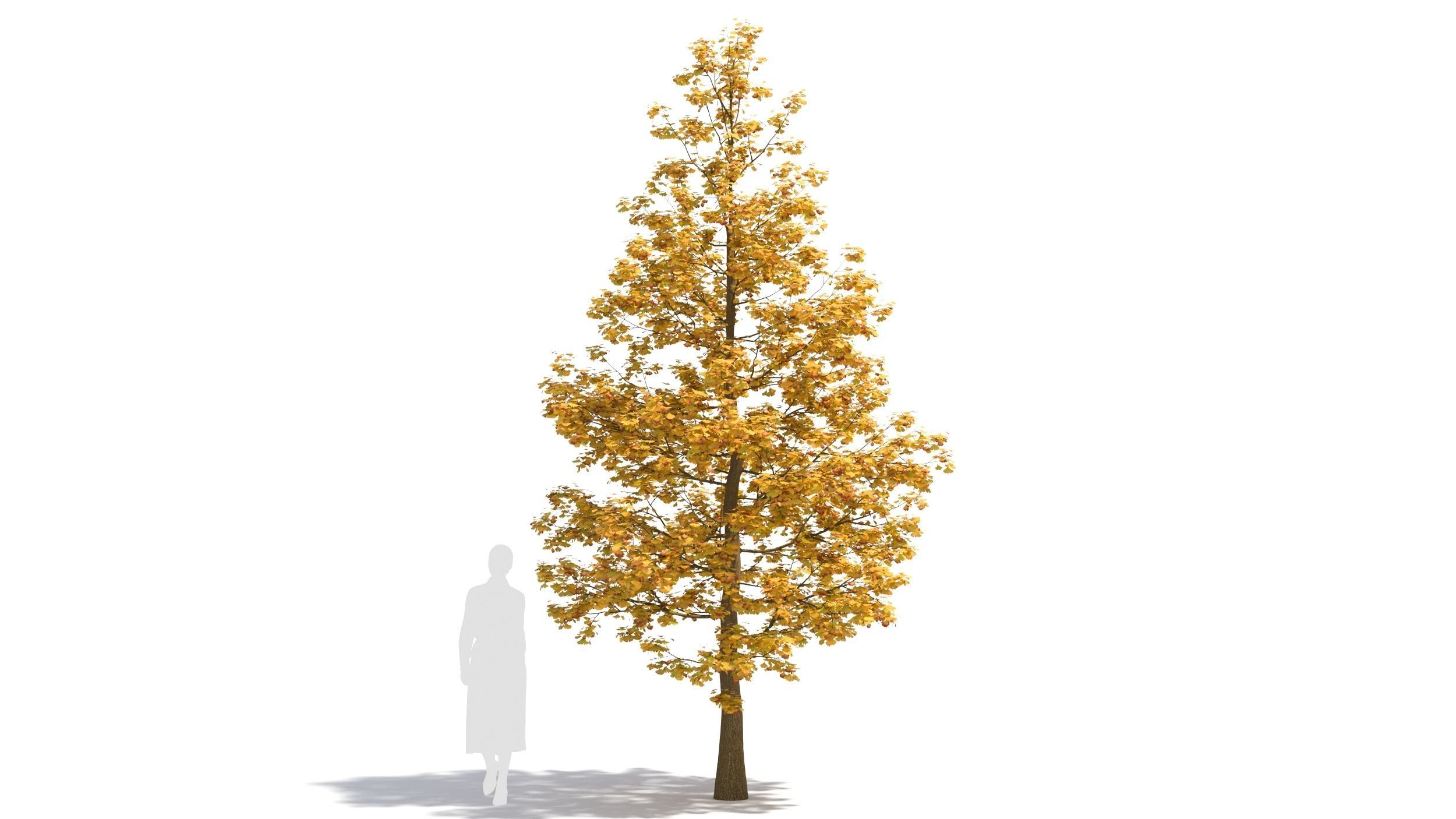 Ginkgo tree 3D model_6