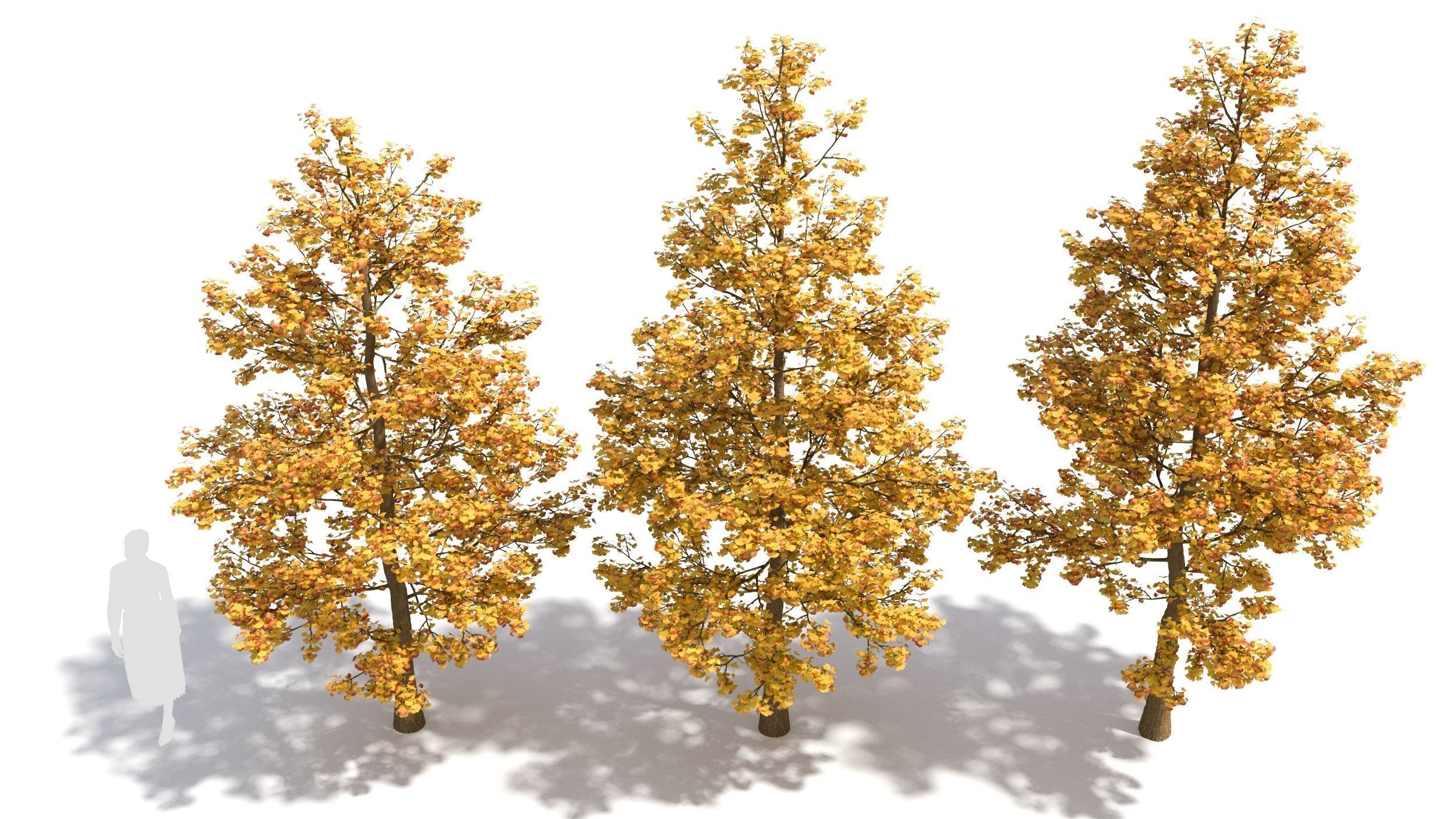 Ginkgo tree 3D model_2