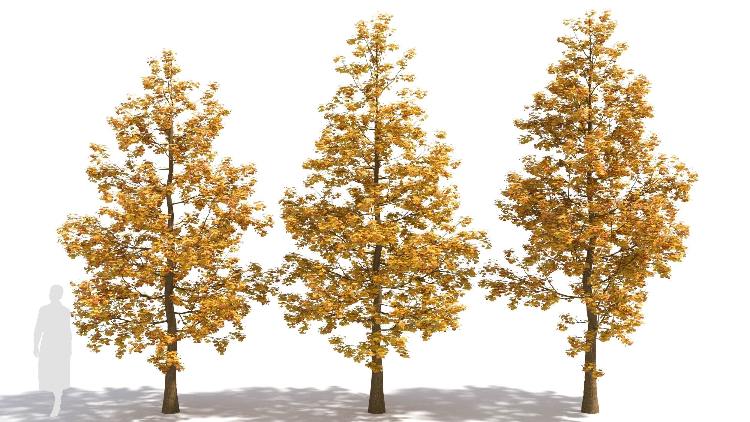 Ginkgo tree 3D model_1