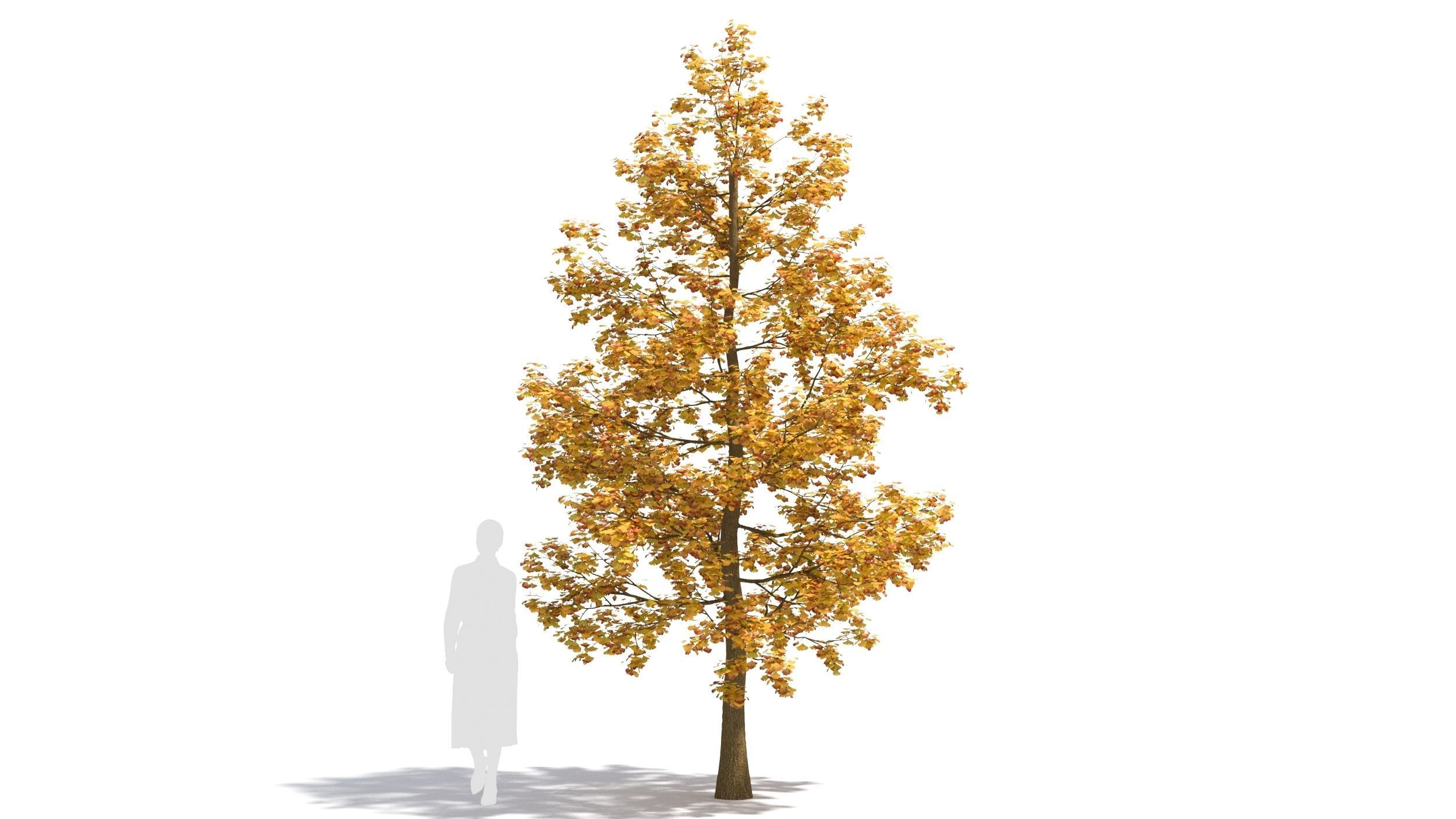 Ginkgo tree 3D model_5