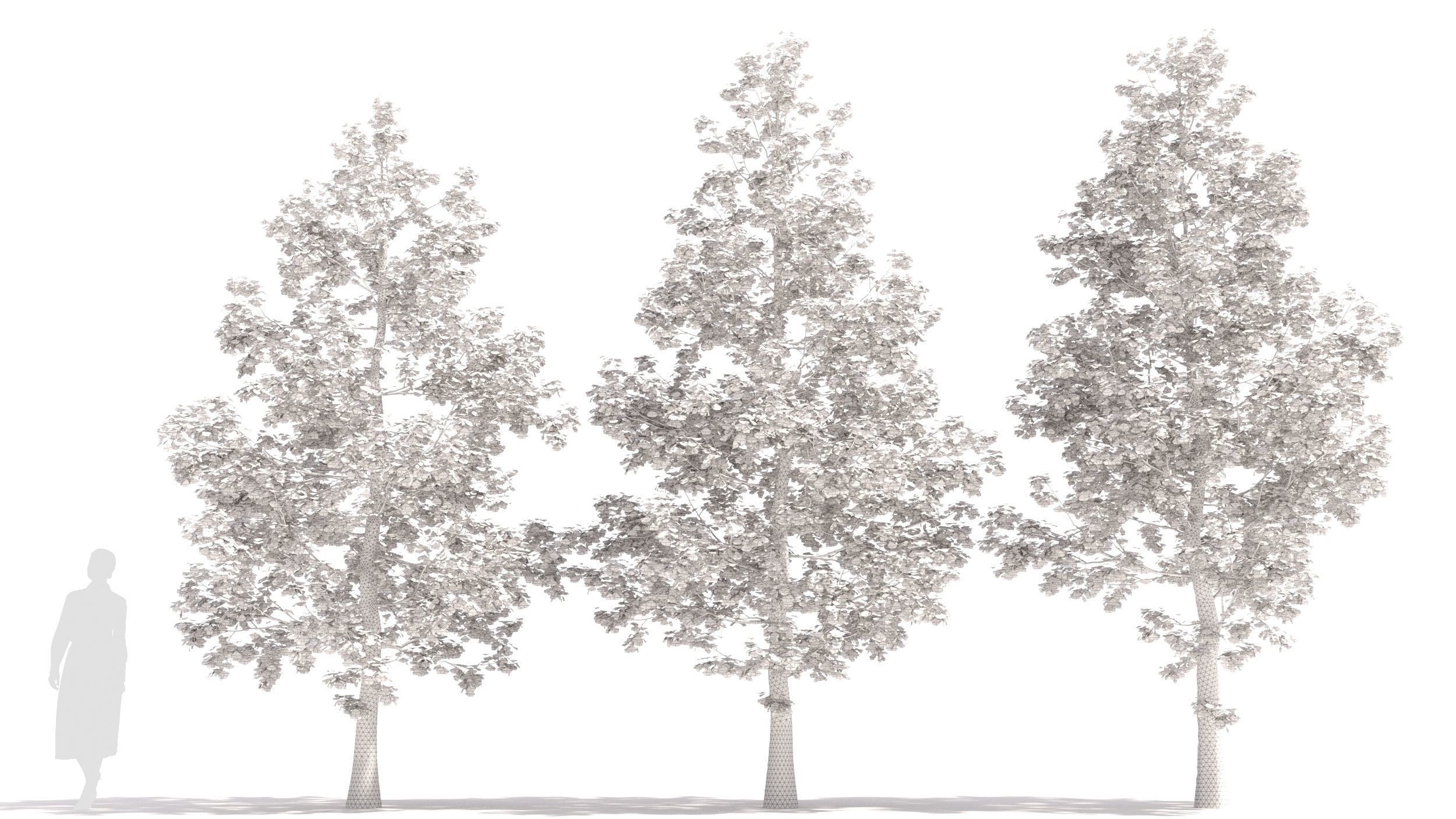 Ginkgo tree 3D model_8