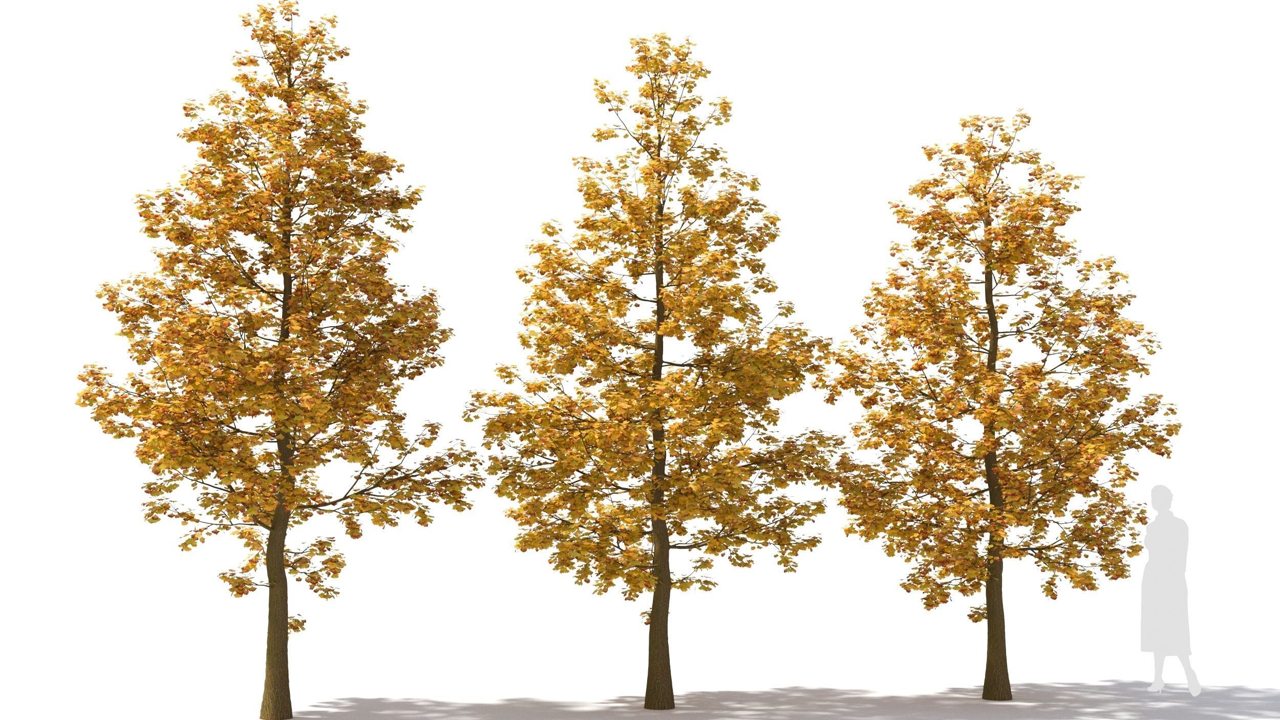 Ginkgo tree 3D model_3