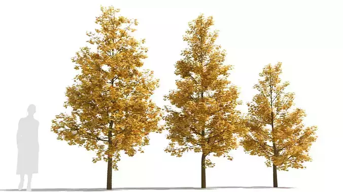 Ginkgo tree 3D model