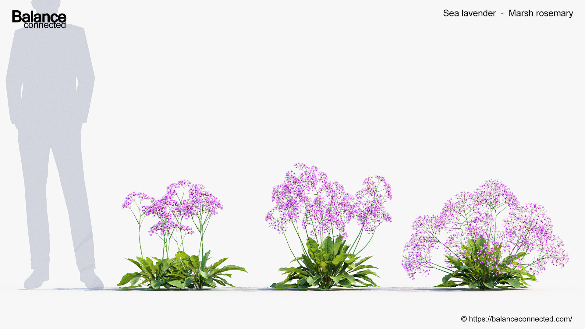 Sea lavender Marsh rosemary 3D Model 3D model_3