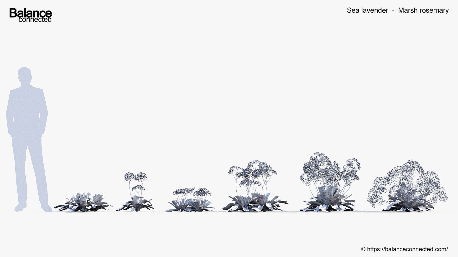 Sea lavender Marsh rosemary 3D Model 3D model_6