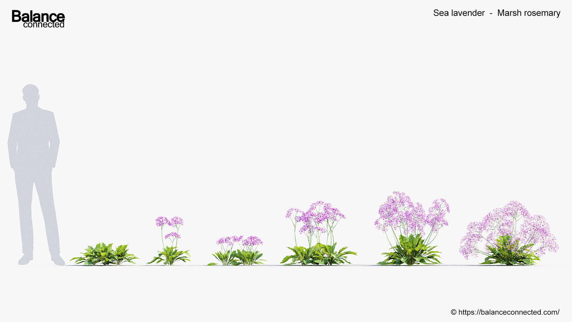 Sea lavender Marsh rosemary 3D Model 3D model_1