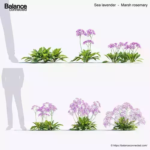 Sea lavender Marsh rosemary 3D Model 3D model