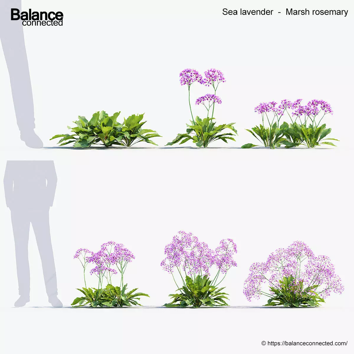 Sea lavender Marsh rosemary 3D Model 3D model_0