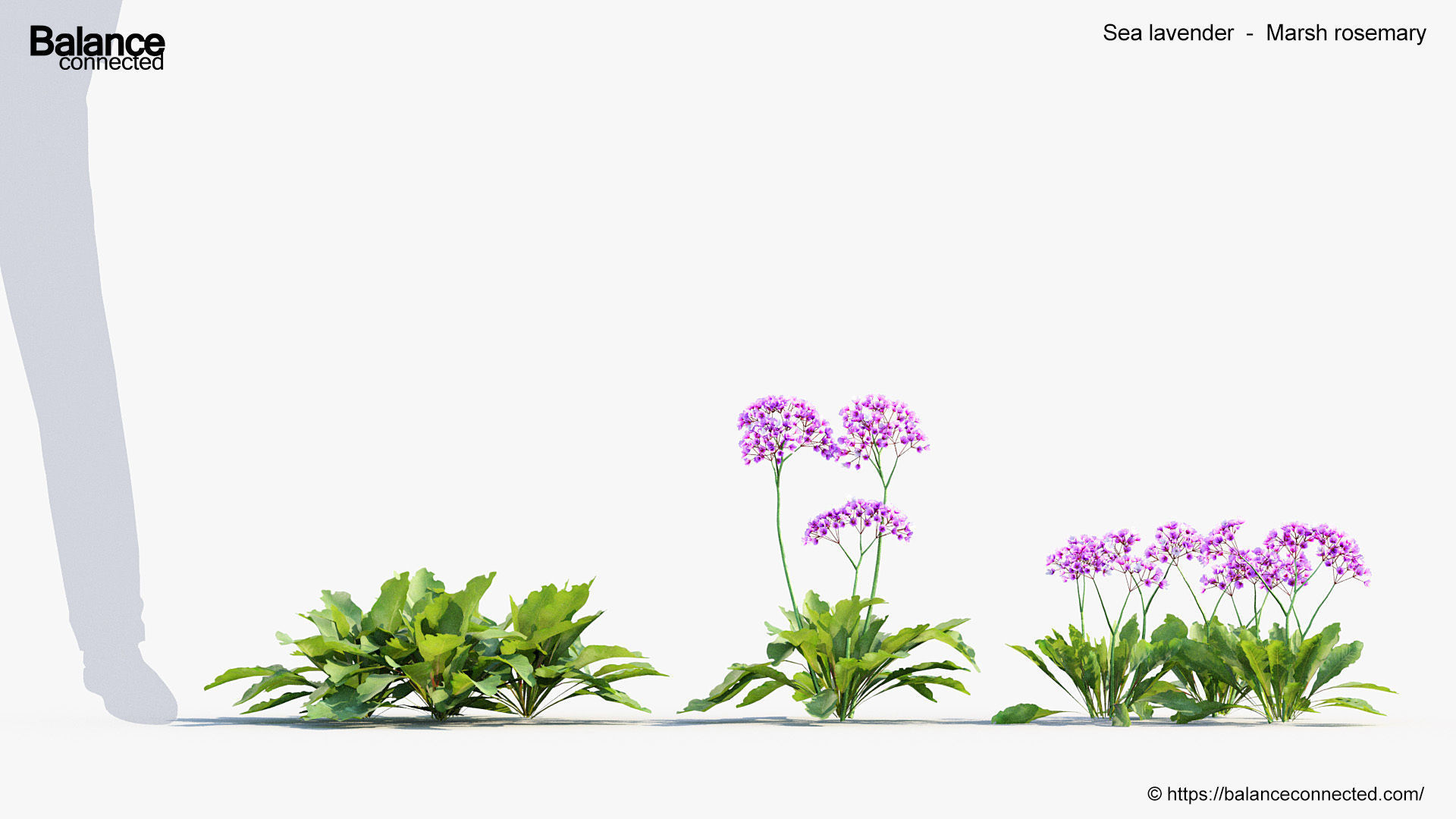 Sea lavender Marsh rosemary 3D Model 3D model_2