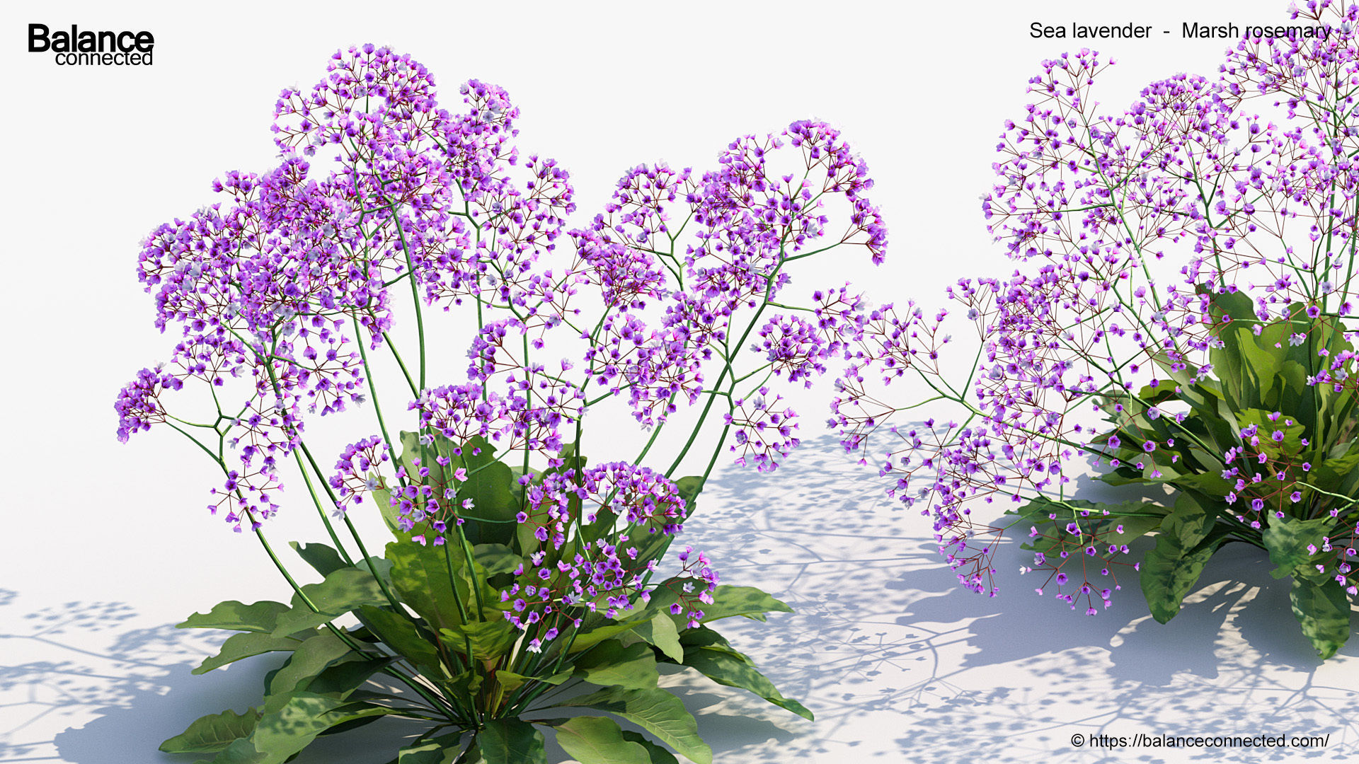 Sea lavender Marsh rosemary 3D Model 3D model_4