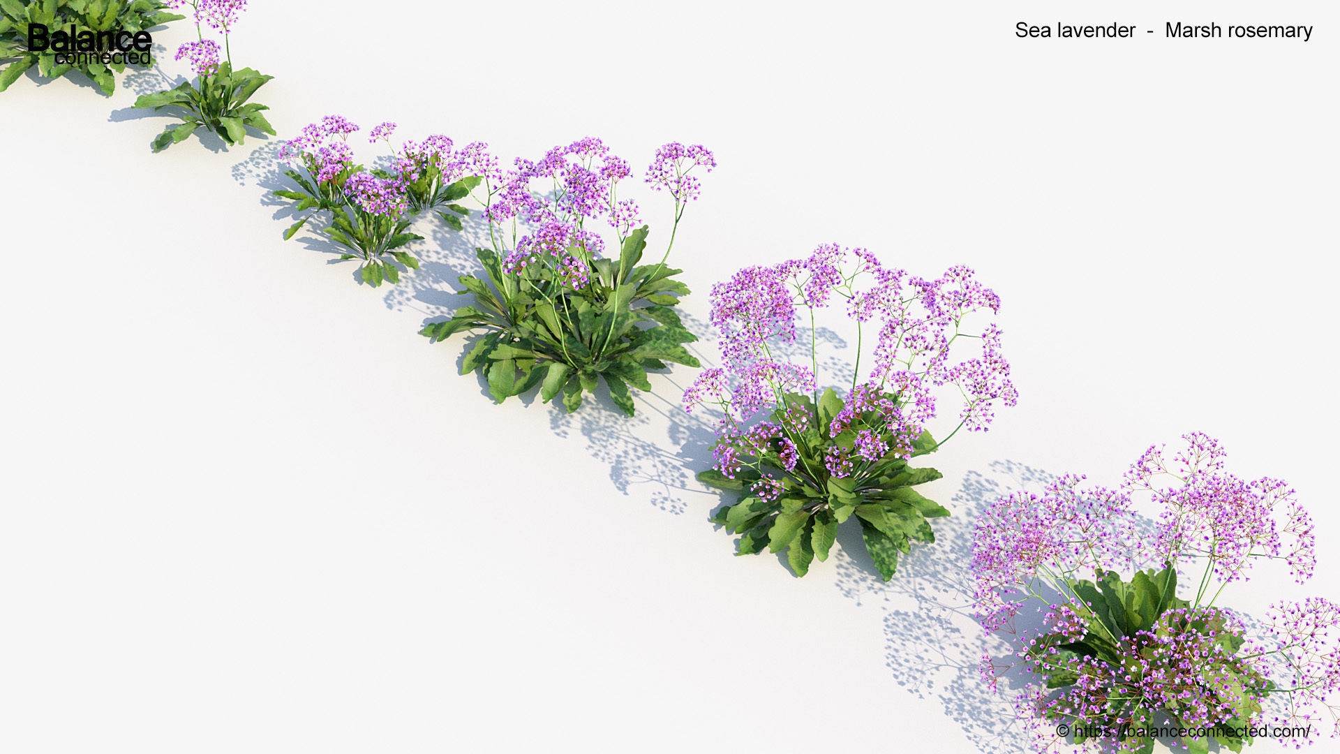 Sea lavender Marsh rosemary 3D Model 3D model_5