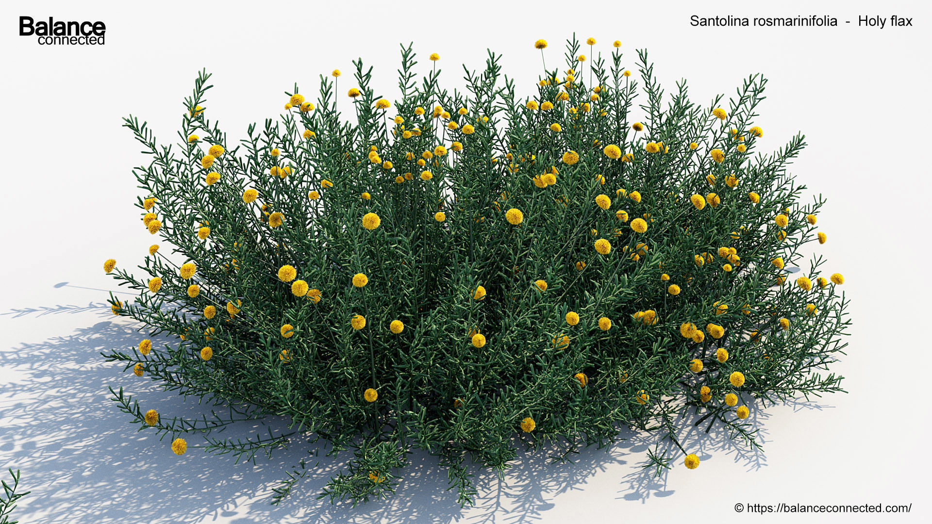 Santolina rosmarinifolia Holy flax 3D Model 02 3D model_4