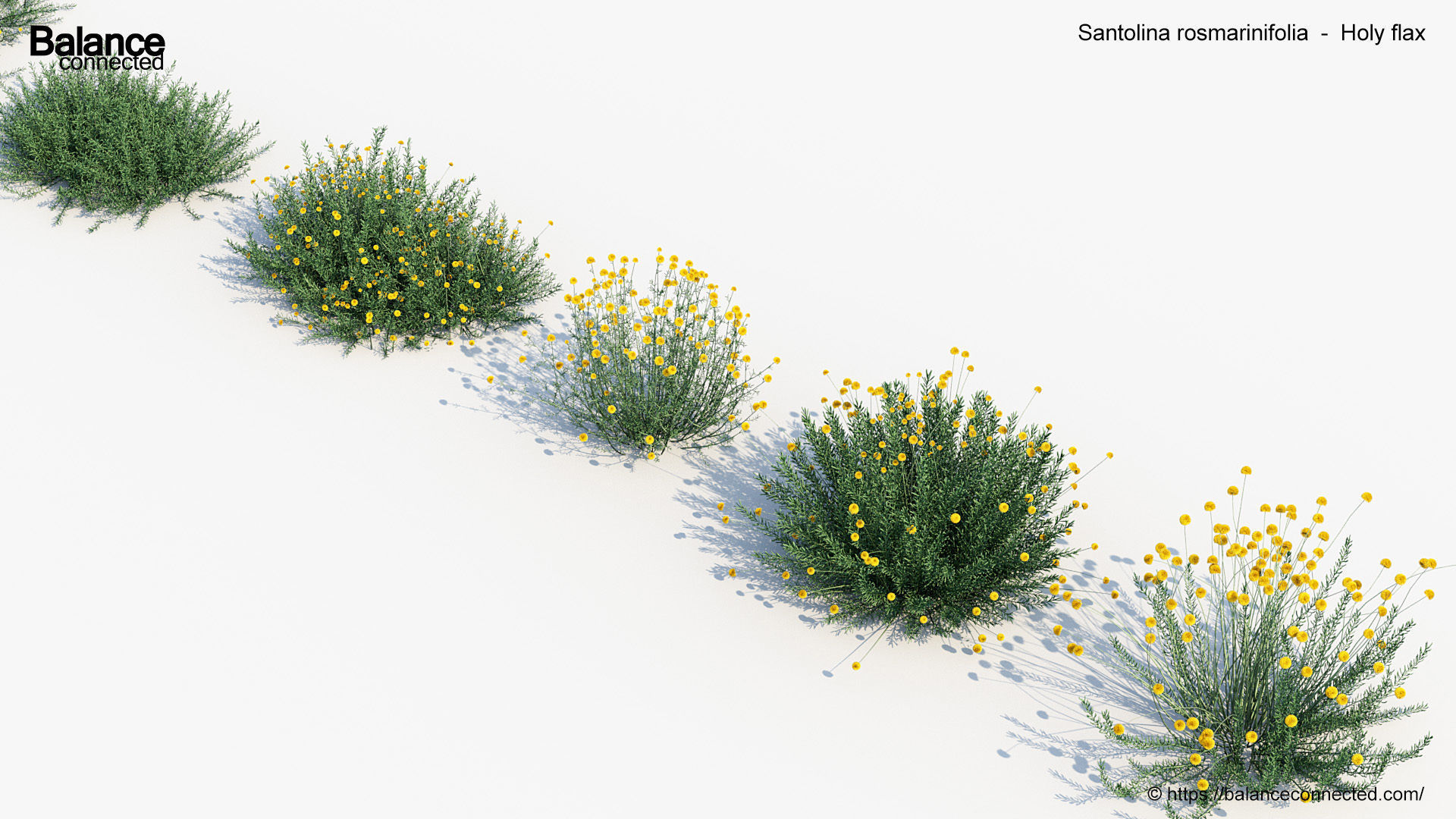 Santolina rosmarinifolia Holy flax 3D Model 02 3D model_5