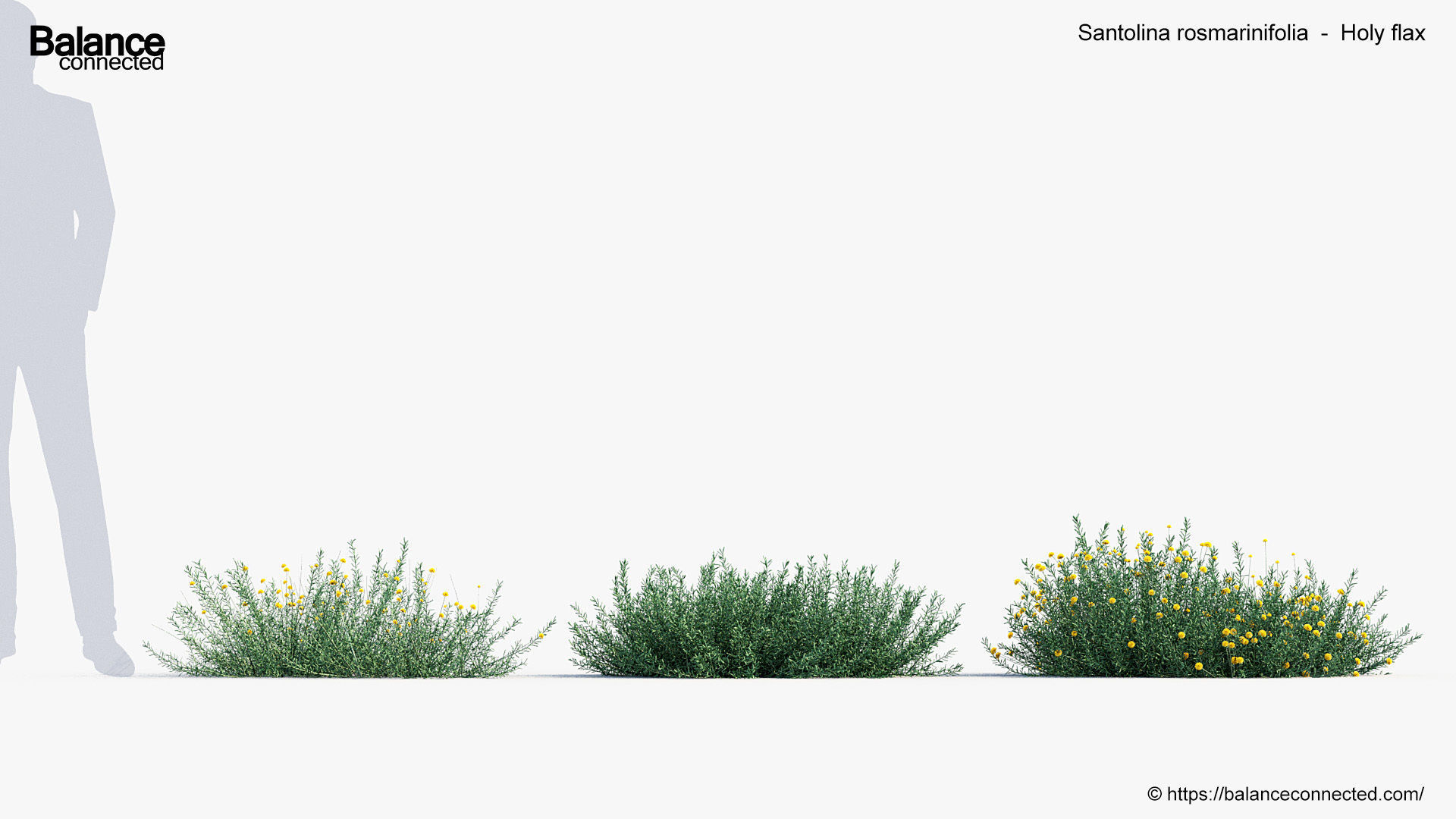 Santolina rosmarinifolia Holy flax 3D Model 02 3D model_2