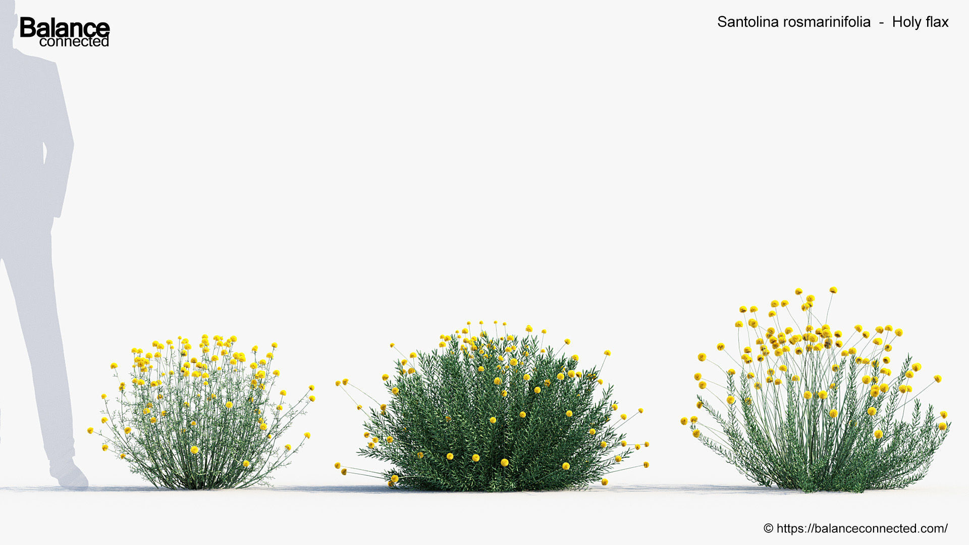 Santolina rosmarinifolia Holy flax 3D Model 02 3D model_3