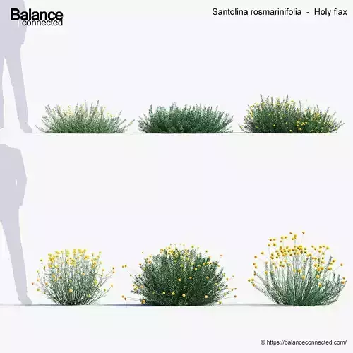 Santolina rosmarinifolia Holy flax 3D Model 02