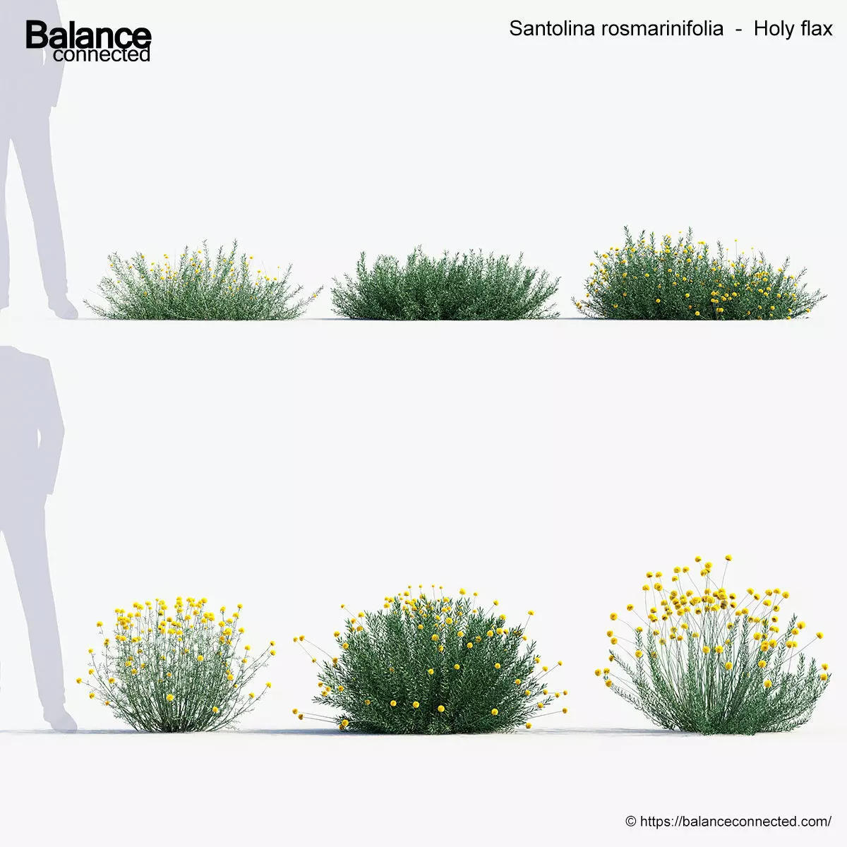 Santolina rosmarinifolia Holy flax 3D Model 02 3D model_0