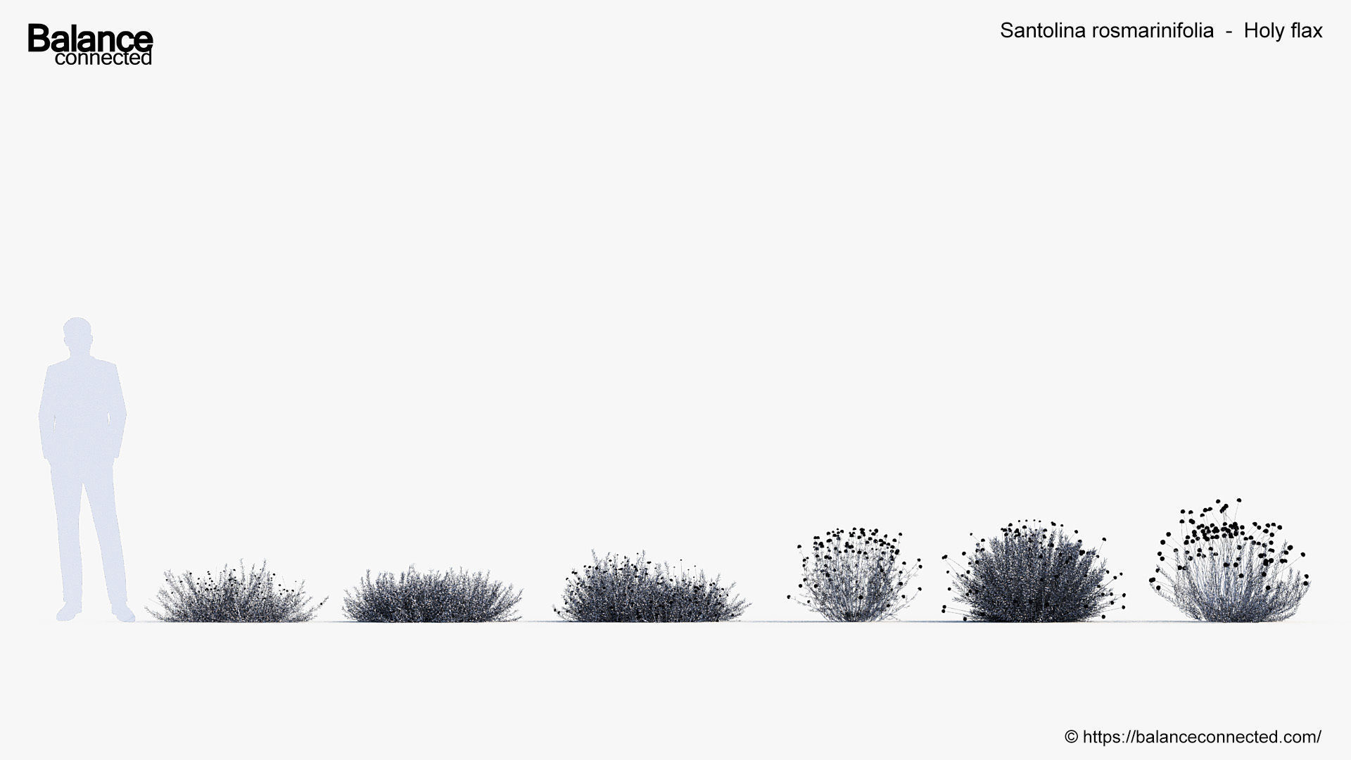 Santolina rosmarinifolia Holy flax 3D Model 02 3D model_6