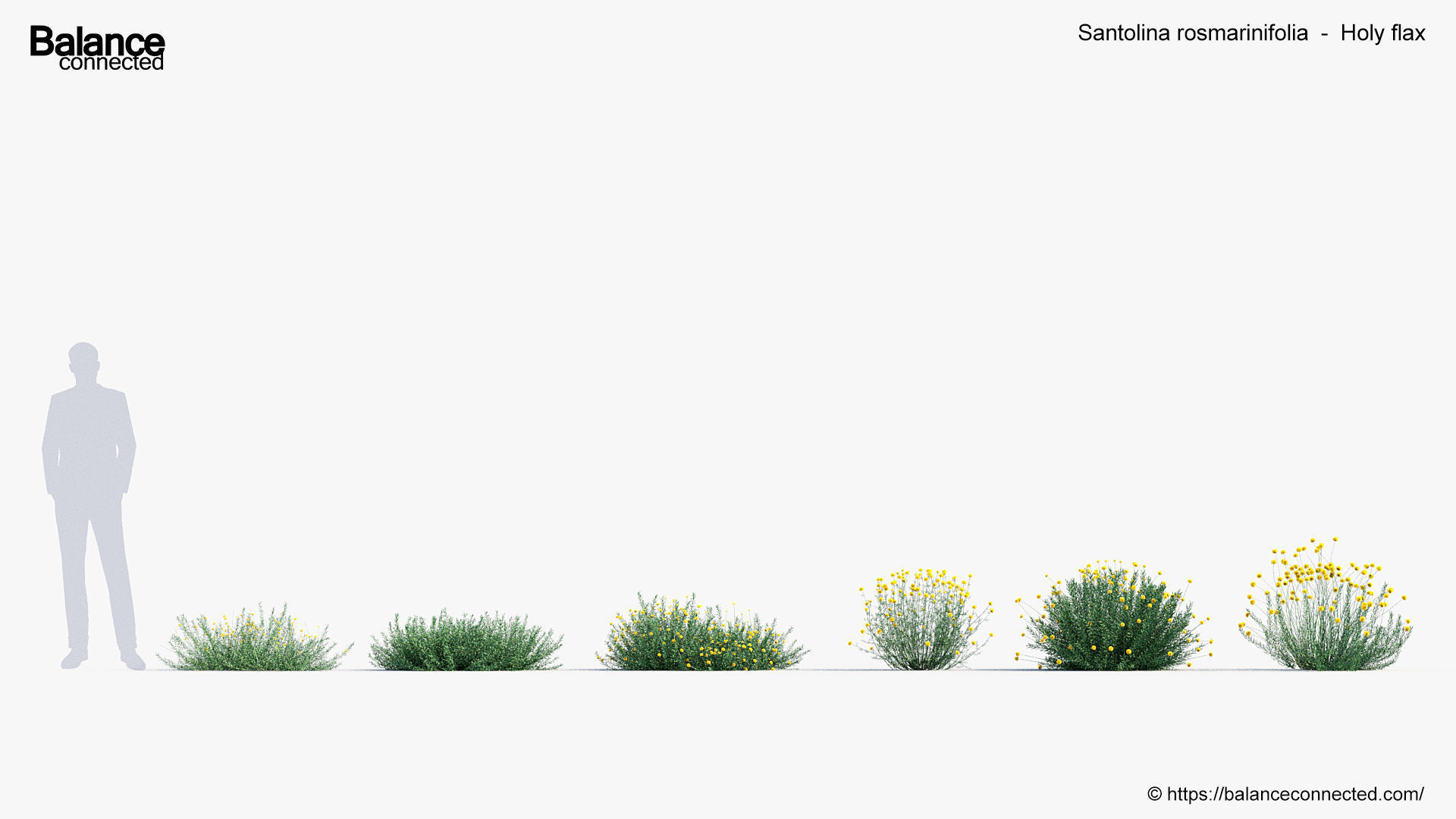 Santolina rosmarinifolia Holy flax 3D Model 02 3D model_1