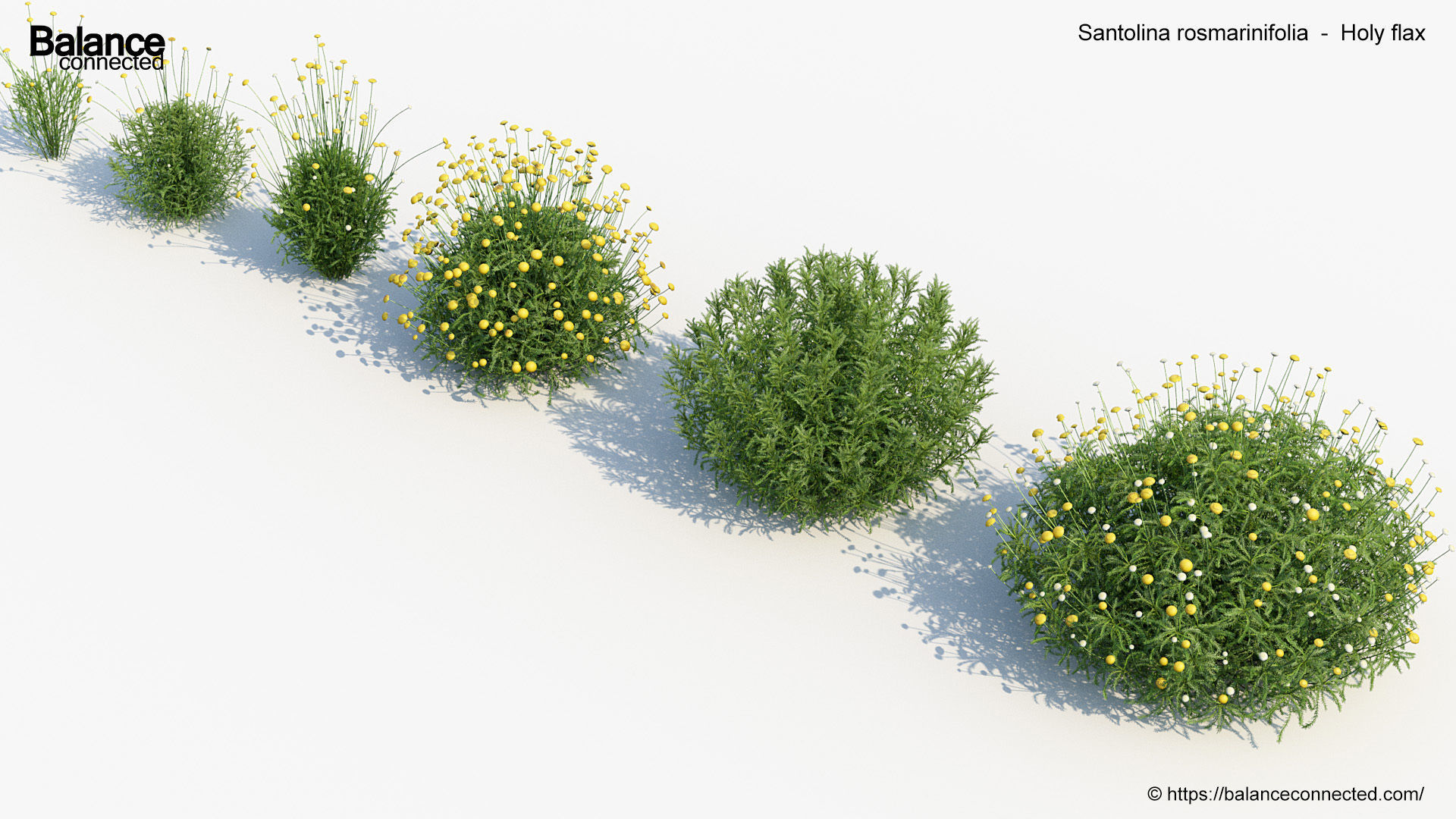 Santolina rosmarinifolia Holy flax 3D Model 01 3D model_5