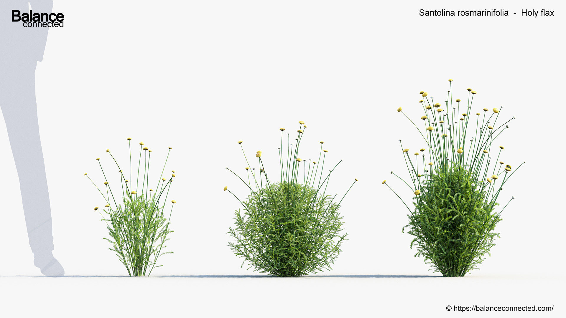 Santolina rosmarinifolia Holy flax 3D Model 01 3D model_2