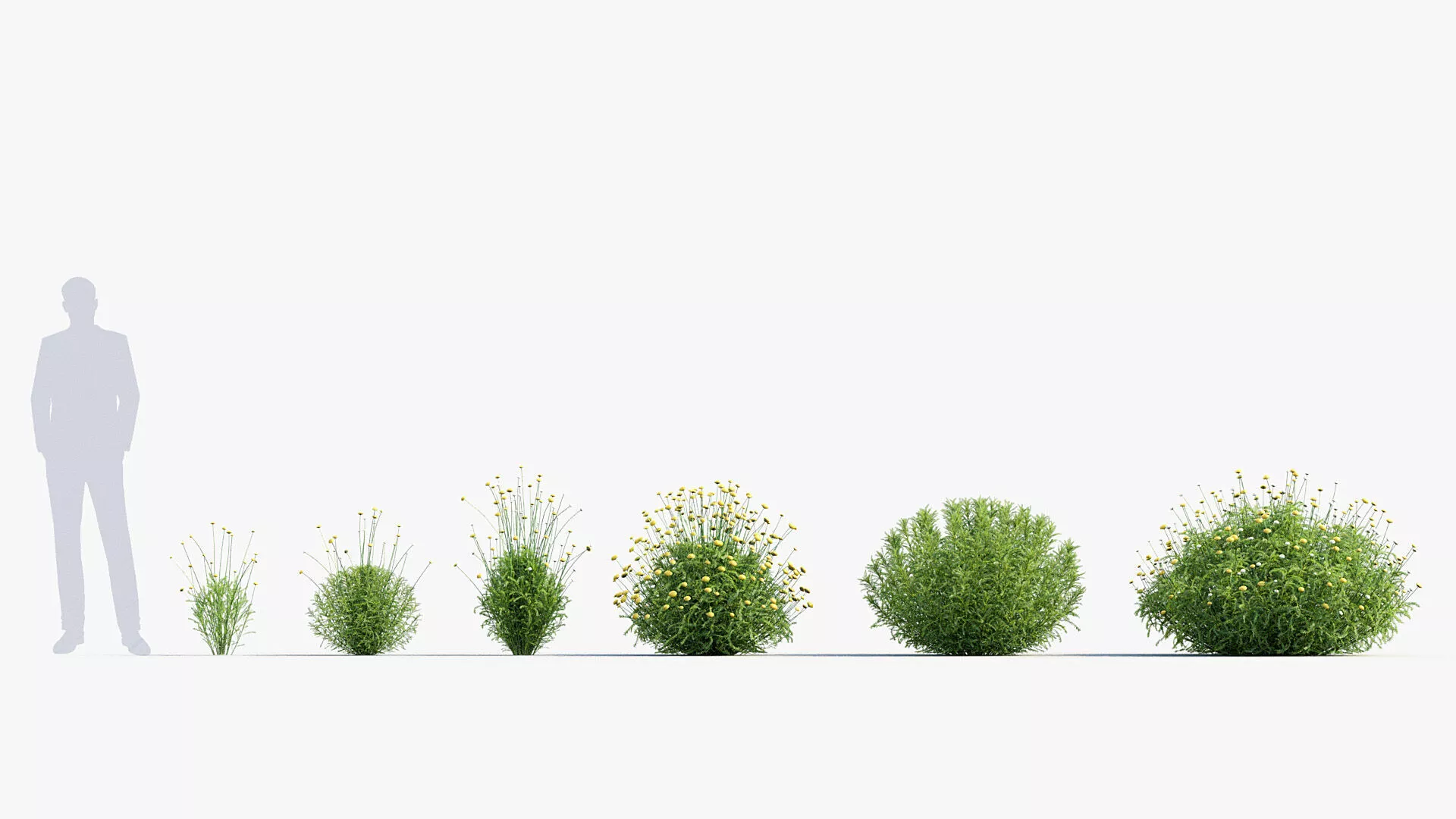 Santolina rosmarinifolia - Holy flax 01 3D model