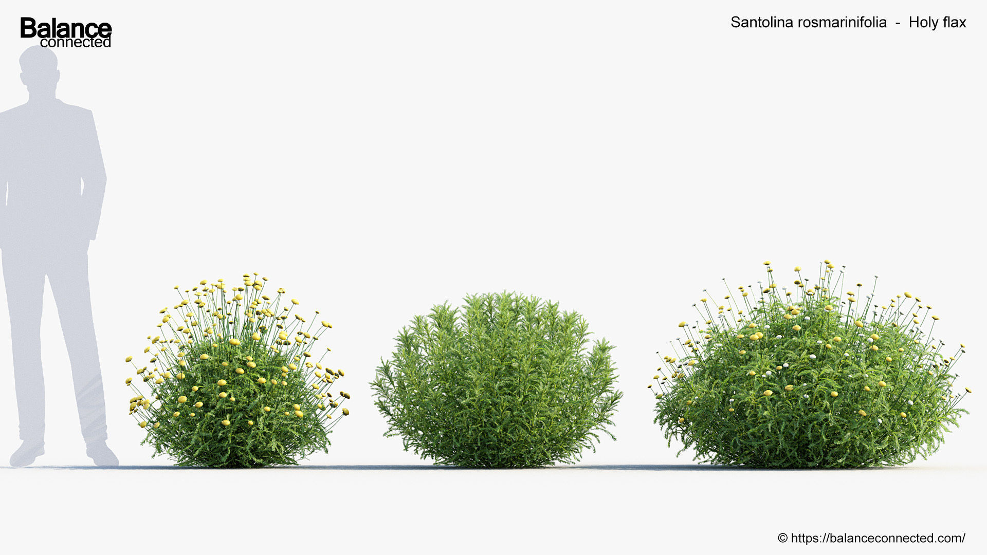 Santolina rosmarinifolia Holy flax 3D Model 01 3D model_3