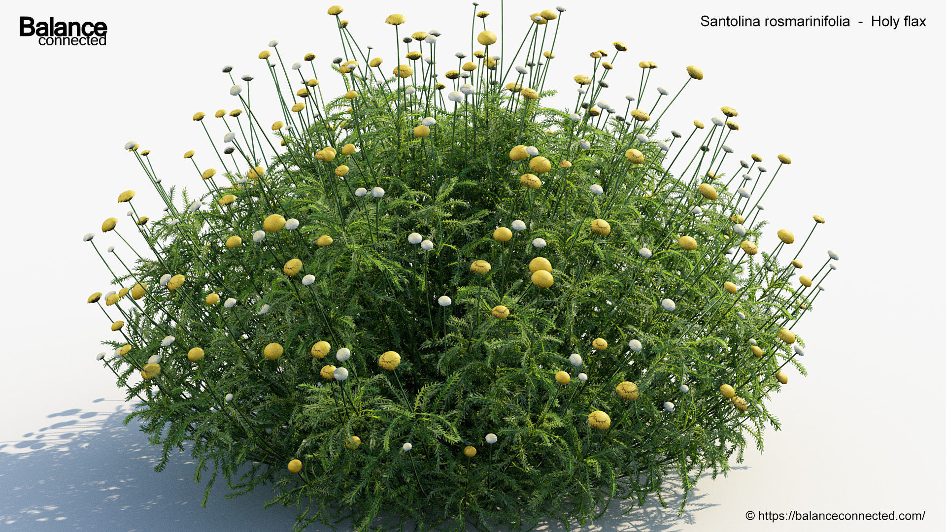 Santolina rosmarinifolia Holy flax 3D Model 01 3D model_4
