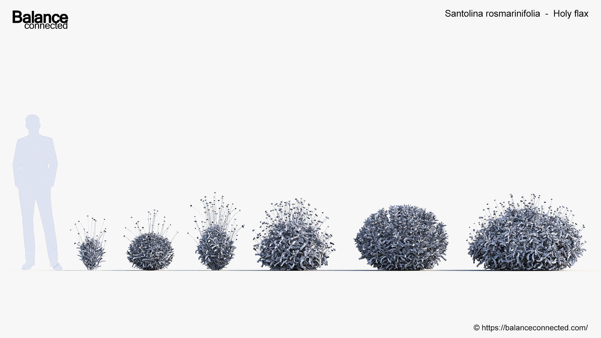 Santolina rosmarinifolia Holy flax 3D Model 01 3D model_6