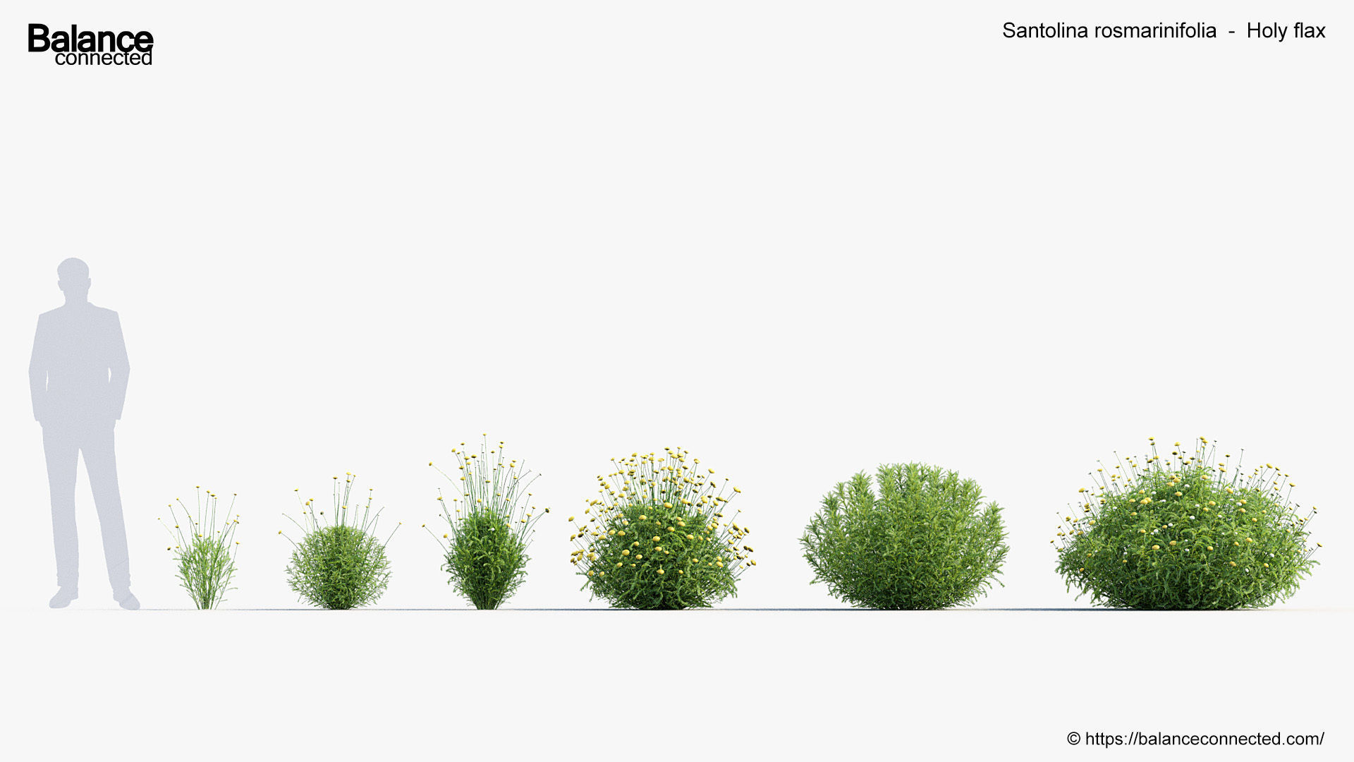 Santolina rosmarinifolia Holy flax 3D Model 01 3D model_1