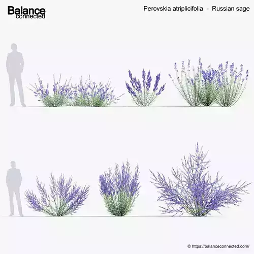 Perovskia atriplicifolia Russian sage 3D Model