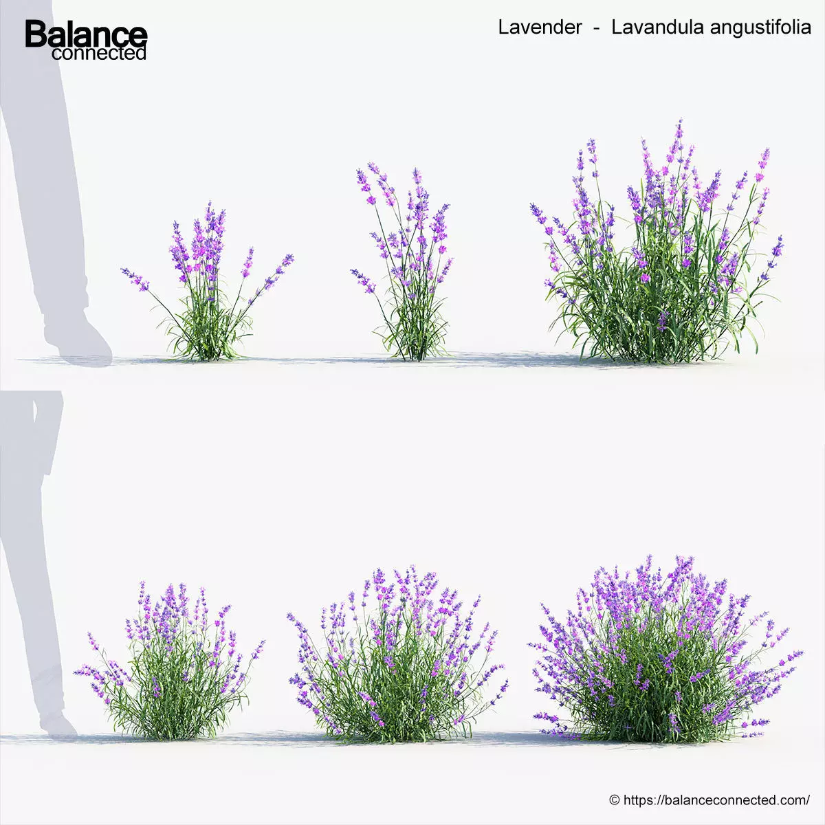 Lavender Lavandula angustifolia 3D Model 3D model_0