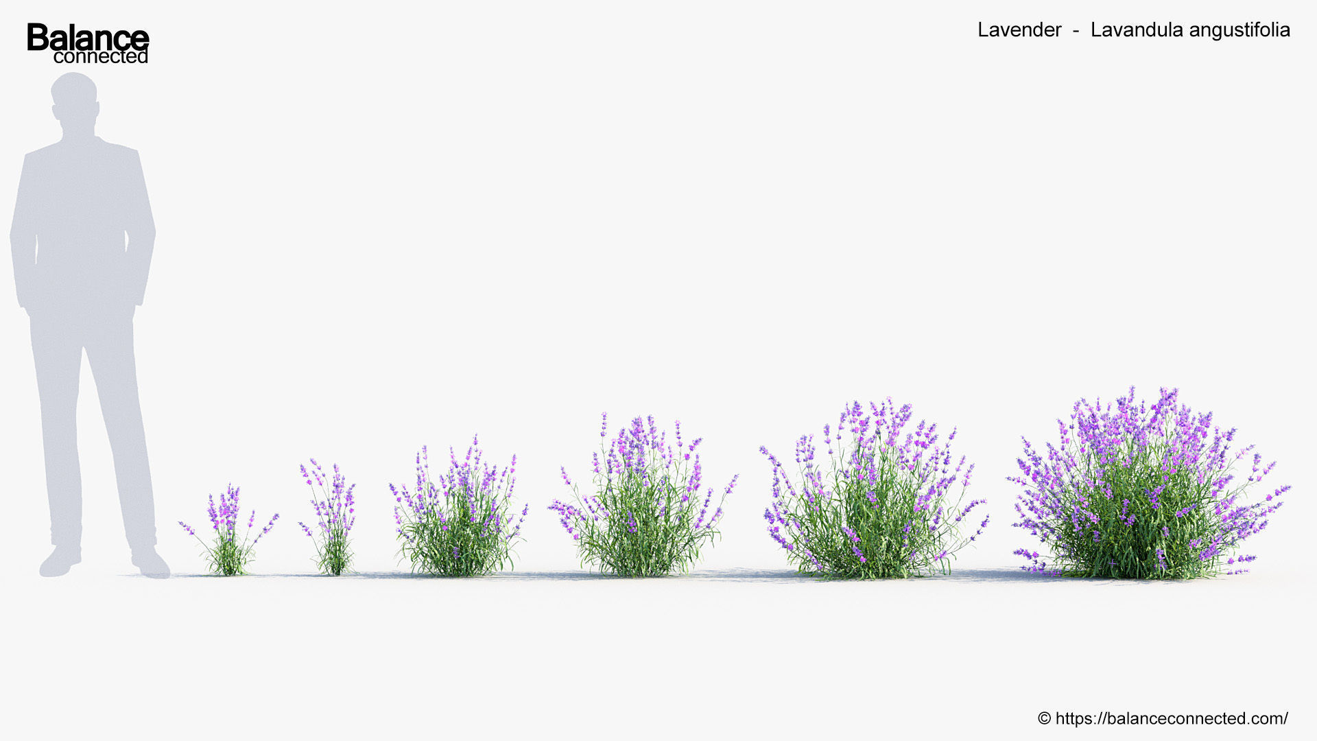 Lavender Lavandula angustifolia 3D Model 3D model_1