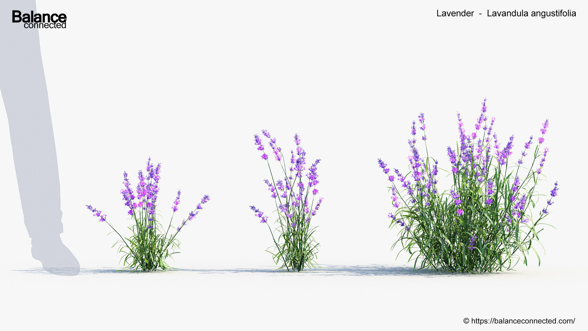 Lavender Lavandula angustifolia 3D Model 3D model_2