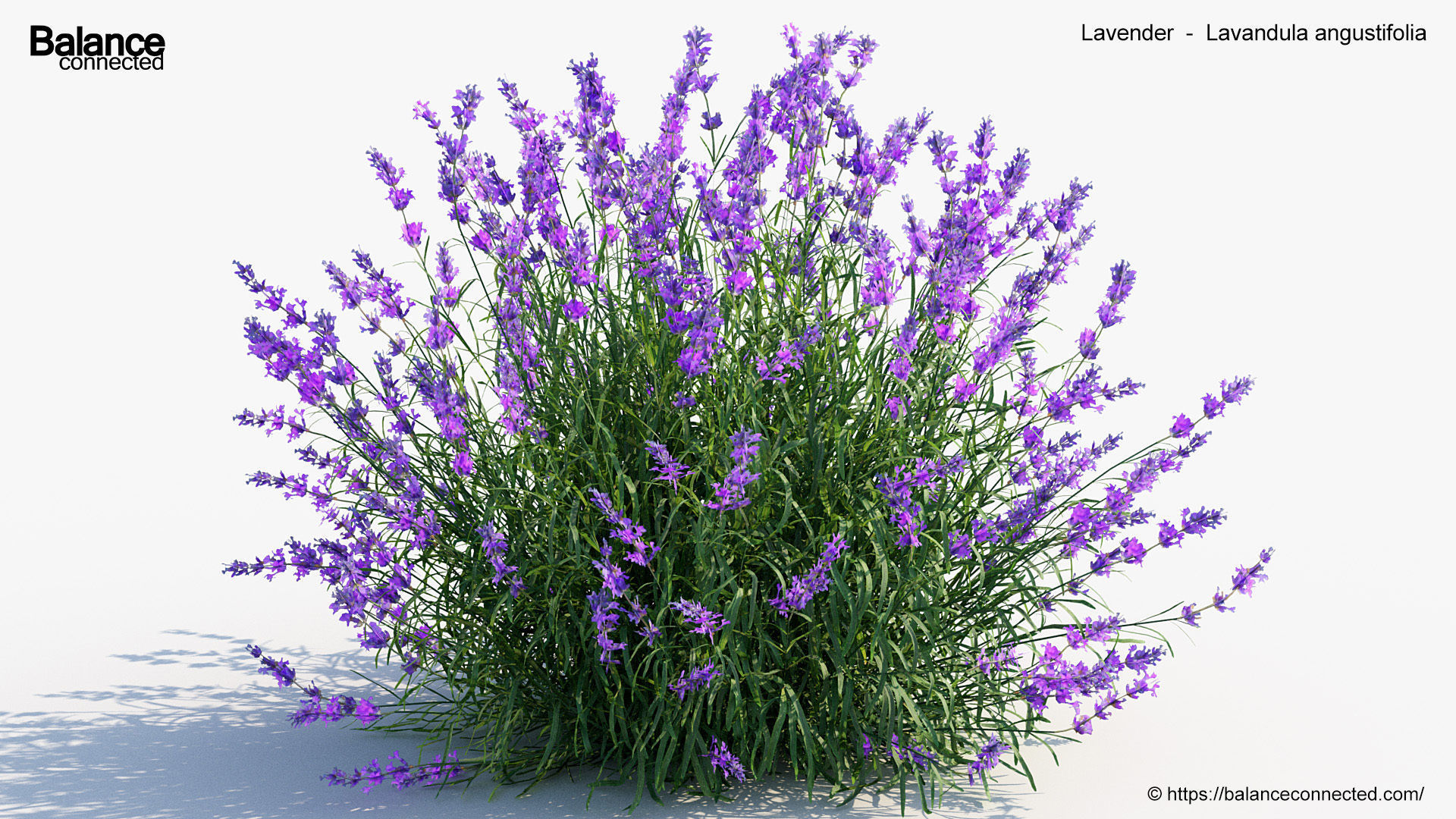 Lavender Lavandula angustifolia 3D Model 3D model_4