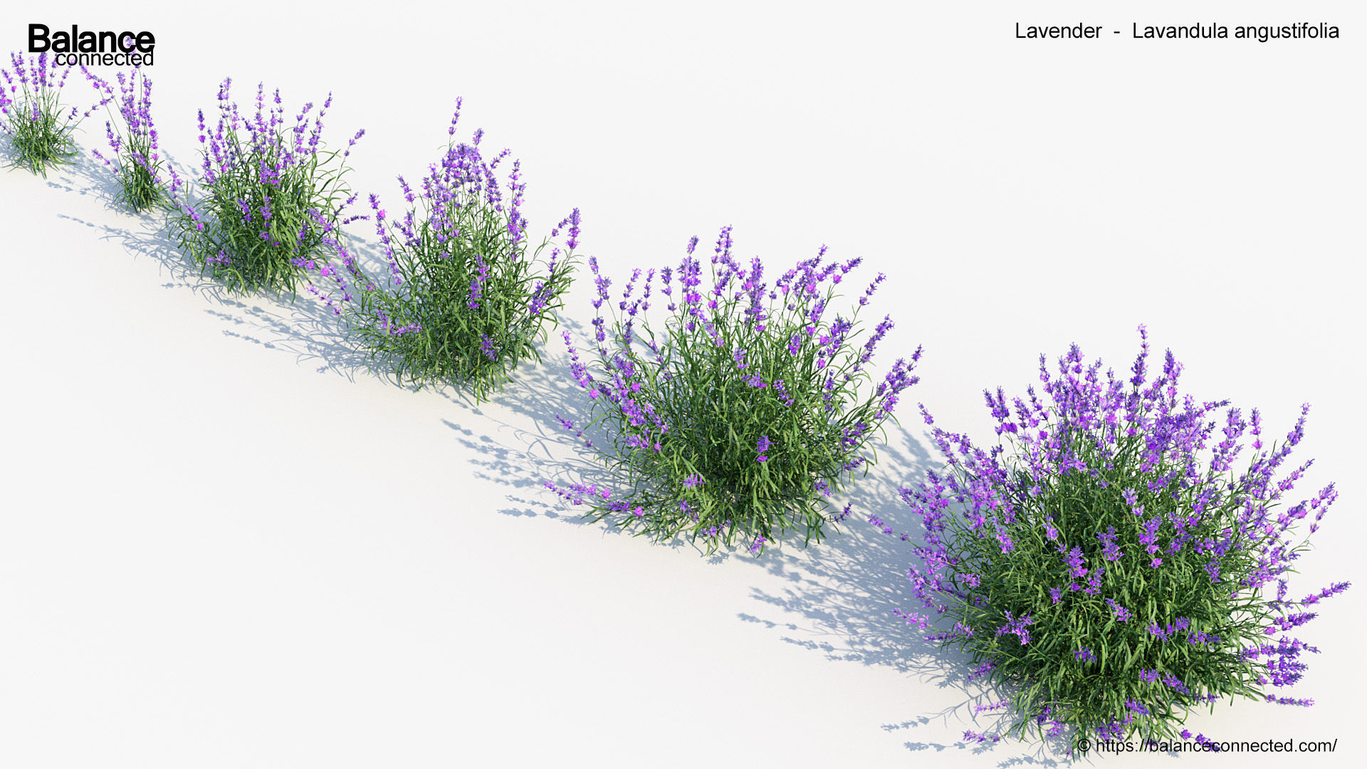 Lavender Lavandula angustifolia 3D Model 3D model_5