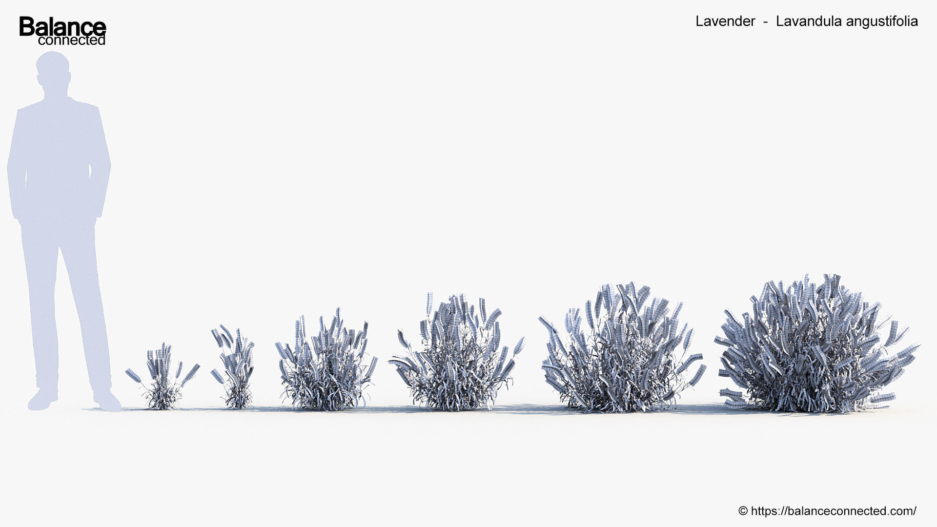 Lavender Lavandula angustifolia 3D Model 3D model_6