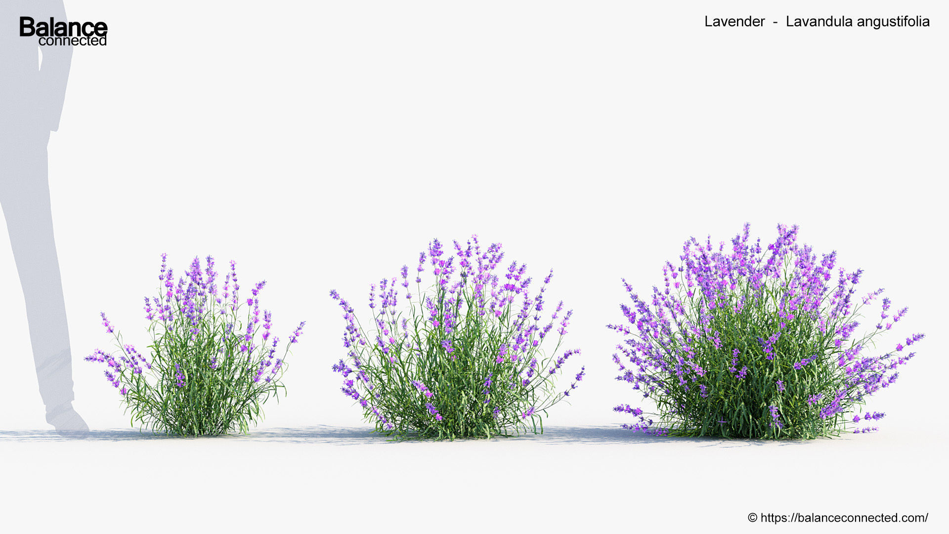Lavender Lavandula angustifolia 3D Model 3D model_3