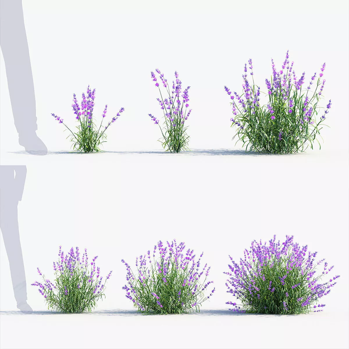 Lavender - Lavandula angustifolia 3D model
