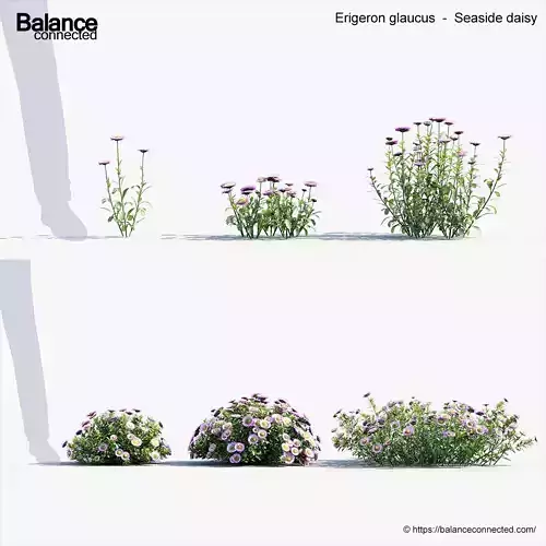 Erigeron glaucus Seaside daisy 3D model