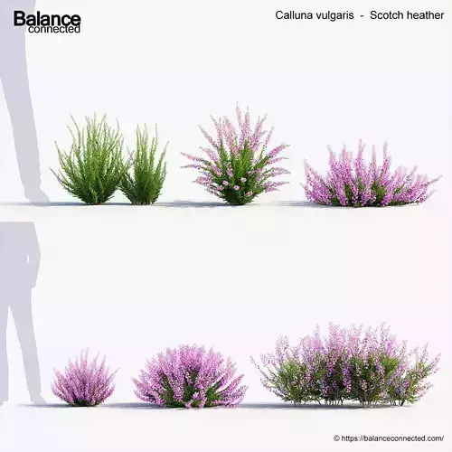 Calluna vulgaris Scotch heather 3D Model 3D model