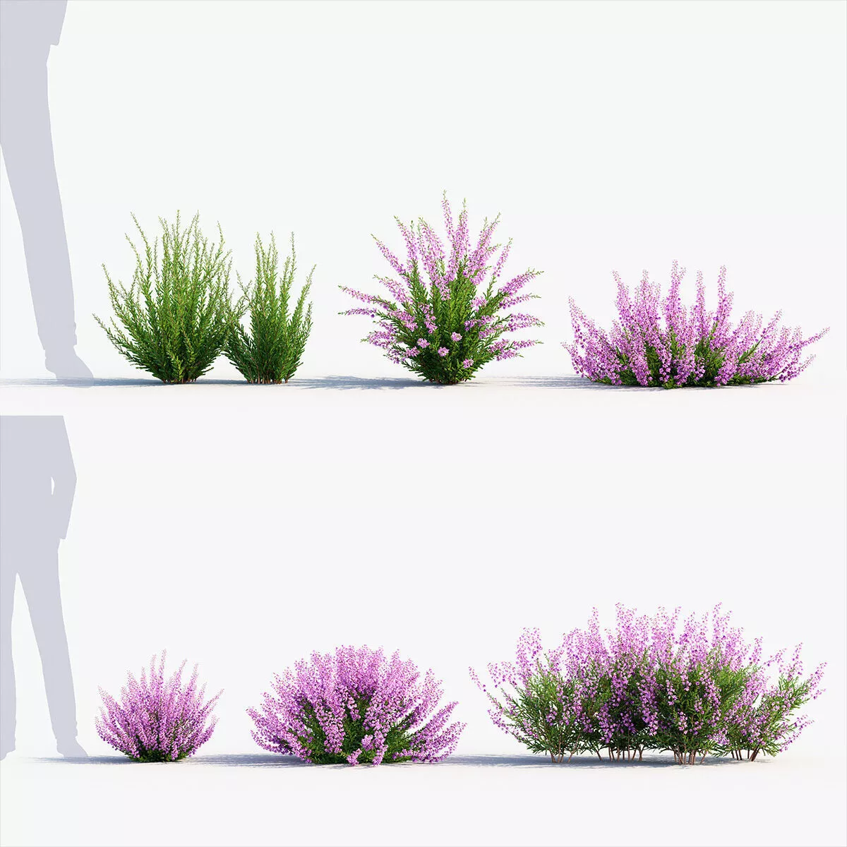 Calluna vulgaris - Scotch heather 3D model