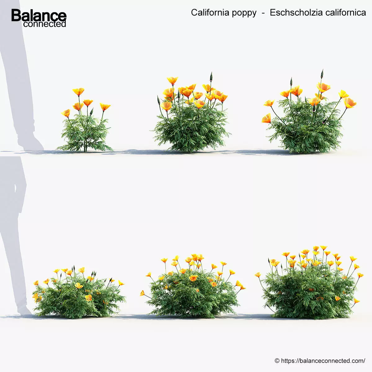 California poppy Eschscholzia californica 3D Model 3D model_0