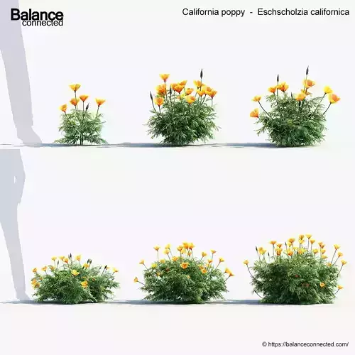 California poppy Eschscholzia californica 3D Model