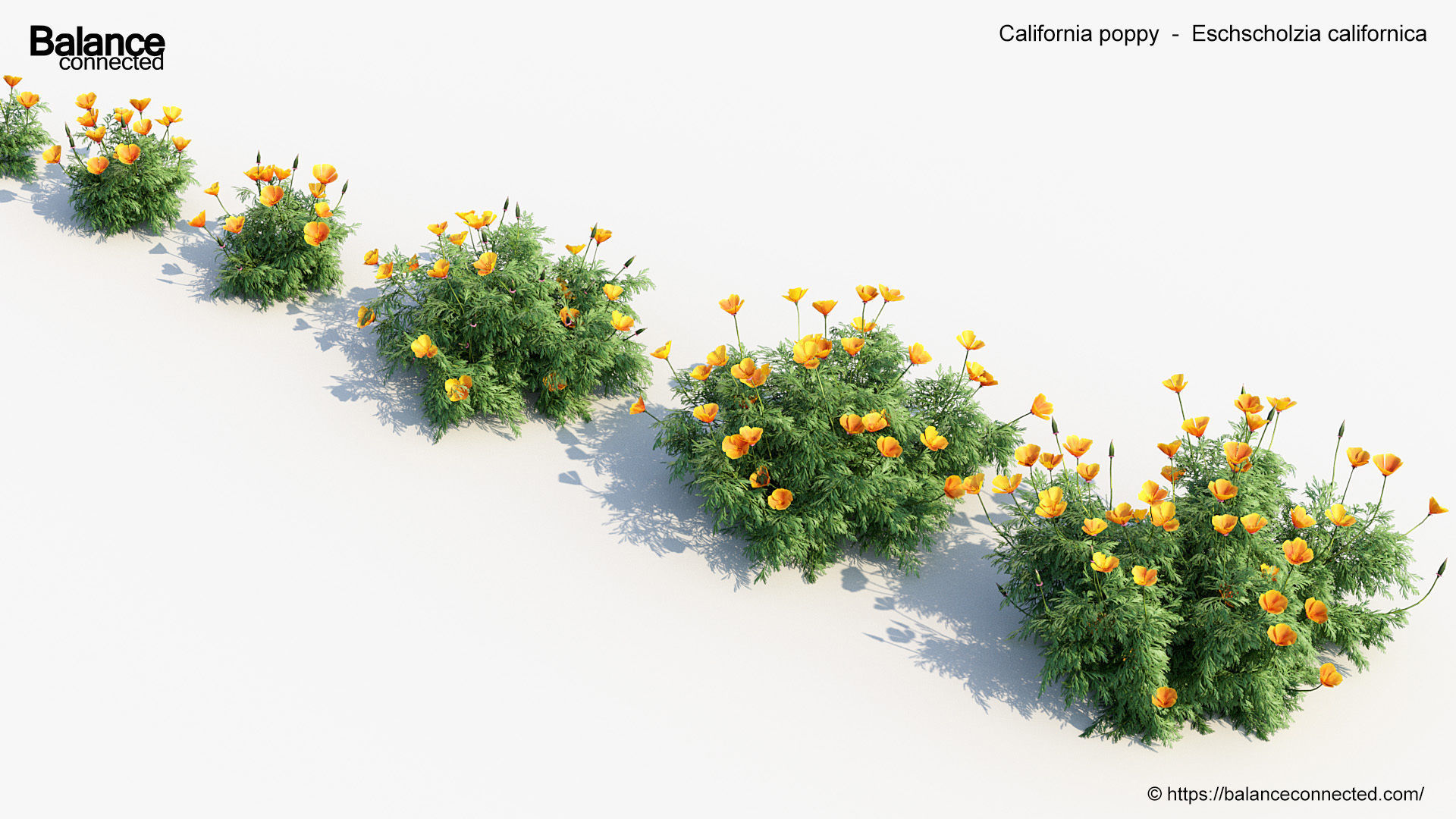 California poppy Eschscholzia californica 3D Model 3D model_5